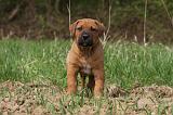 TOSA INU 414